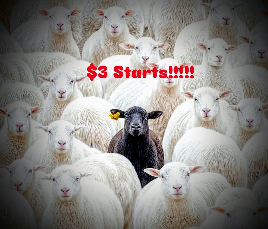 Blksheepvtg $1 Starts